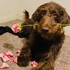 CKC Chocolate Labradoodle stud