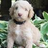 Blue eyed goldendoodle