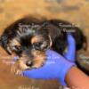 Yorkshire Terrier Puppies For Rehoming