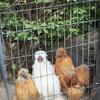 SILKIE ROOSTERS