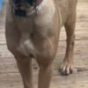 Dual Registered Female Cane Corso