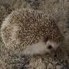 (All Pending) Free hedgehogs - moving