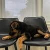 German shepherd female puppy !