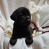 Akc Labrador Retriever puppies