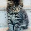 Maine Coon Kittens Sarasota