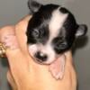 1 week old chihuahuas