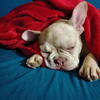 Male Frenchie