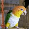 White bellied caique pr