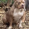 XL American bully puppies looking for their forever homes