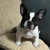 AKC Male French Bulldog