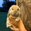 Sweet Holland lop doe