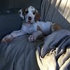 AKC Great Dane puppies due soon, two year health guarantee, family raised