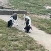 AKC German Shorthaired Pointers ready 8/29