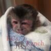 Baby capuchin monkey