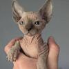 Sphynx kittens ❤️