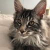 Pure breed Maine Coon boy