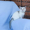 Papered Scottish straight shorthair girl