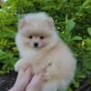 Pomeranian Female Puppy Rosie