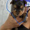 Gorgeous AKC registered teacup Yorkies