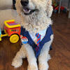 3 yr old male cream Goldendoodle 