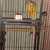 Concure pair