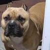 Up For Stud. ( looking to get pup back deal)