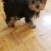 TEACUP YORKIE STUD AVAILABLE