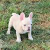 AKC French bulldogs