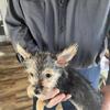 Female 3/4 Yorkie 1/4 toy Aussie