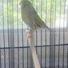 Consort Gloster Canary- Male Only