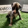 AKC Great Dane Blue Fawn Mantle male puppy aka Jolly Rancher