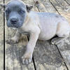 Corso Pup