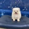 Beautiful teacup pomeranians for sale