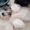 Small & Adorable Maltese & ShihTzu *Mal-Shi Puppies