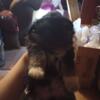 Tiny chihuahua Yorkie puppy