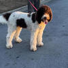 Poodle