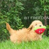 Adorable Male Mini Goldendoodle