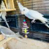 Baby Cockatiels Available