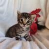 Bengal kittens