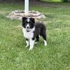 Female AKC Shetland Sheepdog Pup