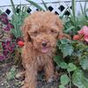 Mini Goldendoodle Females 9 weeks old