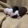 Beautiful Red and White and Black and White Female Boston Terrier Puppies Ready October 18