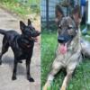 Gorgeous German Shepherd puppies ready for forever home