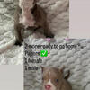 American bully puppies