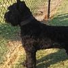 Giant Schnauzer Stud Services