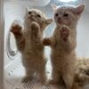 Purebred kittens 