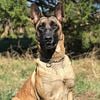 BELGIAN MALINOIS For sale