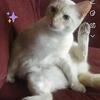 Need to rehome asap (sw Detroit)