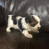 Yorkie female pup