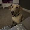 Re-homing AKC registered 2 year old Champagne Labrador Retriever